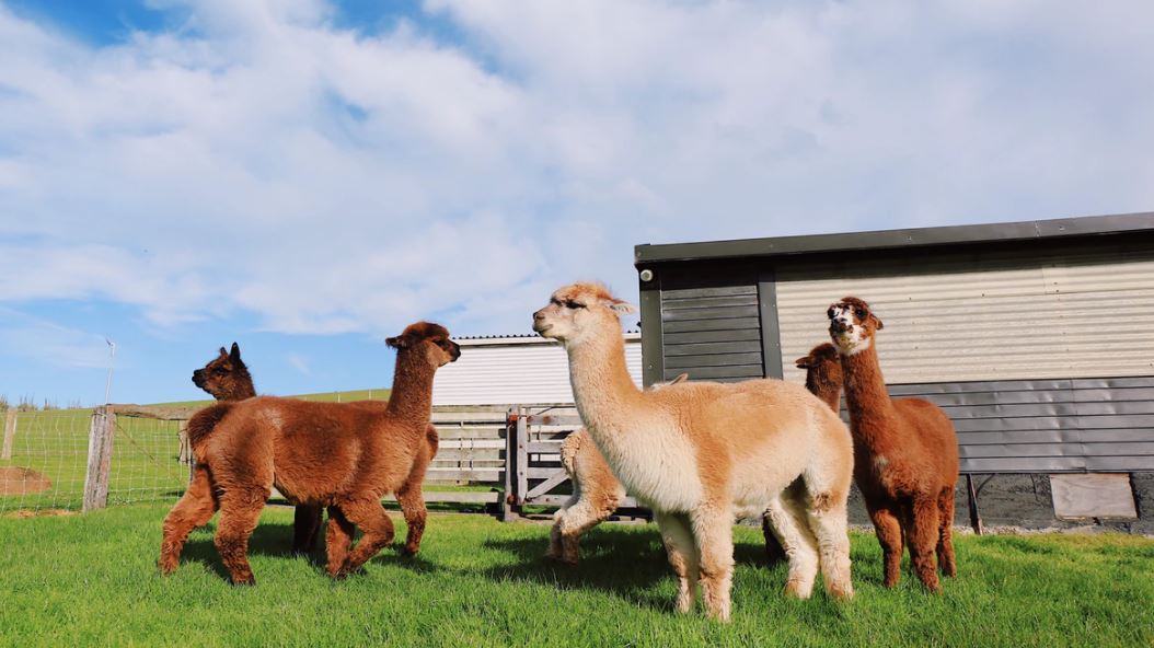 デイジーチェーンとかサンダーボルトとかかっこいい名前がit機器には多いですよね